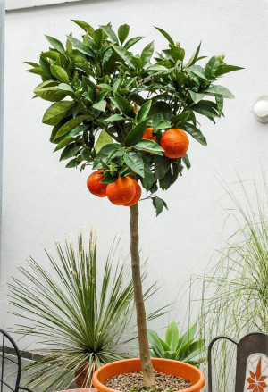 Citrus sinensis 'Sanguinello' - Blut-Orange (Pflanze) | Orangenbäumchen - Stämmchen, 'Sanguinello', Topf 5 l, 60/80 cm