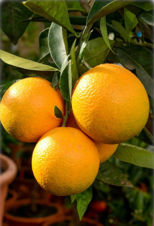 Citrus sinensis 'Moro' - Halbblut-Orange (Pflanze) | Orangenbäumchen - schlanke Spindel, 'Moro', Topf 9 l, 110/130 cm