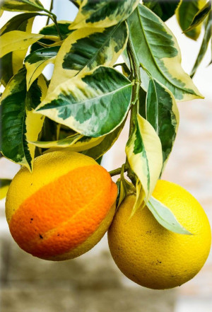 Citrus sinensis 'Foliis Variegatis' - Buntlaubige Orange | Buntblättriger Orangenbaum - Stämmchen, 'Foliis Variegatis', Topf 5 l, 40/60 cm