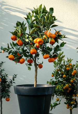 Citrus reshni 'Cleopatra' - Cleopatra-Mandarine 'Cleopatra' - Stämmchen, 'Cleopatra', Topf 18 l, 100/125 cm, StU 8-10cm