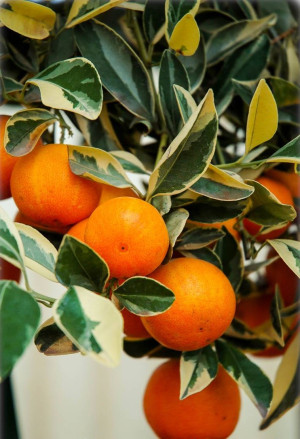 Citrofortunella mitis 'Foliis Variegatis' - Buntlaubige Calamondin - Stämmchen, 'Variegata', Topf 5 l, 60/80 cm