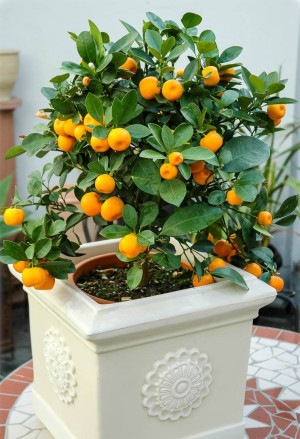Citrofortunella mitis - Calamondin | Zwergorange | Calamondinorange - Stämmchen, Topf 5 l, 60/80 cm
