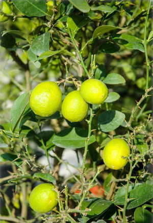 Citrus aurantiifolia - Echte Limette (Pflanze) | Mexikanische Limette | Saure Limette | Caipirinha Limette - Stämmchen, Topf 5 l, 60/80 cm