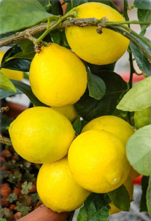 Citrus aurantiifolia 'La Valette' - Saure Limette | Mexikanische Limette - Stämmchen, 'La Valette', Topf 5 l, 60/80 cm