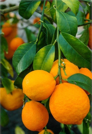 Citrus aurantiifolia 'Santa Barbara' - Saure Limette | Mexikanische Limette - Stämmchen, 'Santa Barbara', Topf 5 l, 70/90 cm