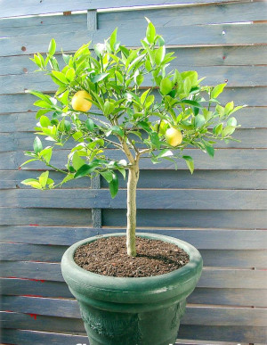 Citrus aurantiifolia x Fortunella margarita 'Limequat' - Limequat | Citrus - Stämmchen, Topf 5 l, 50/70 cm