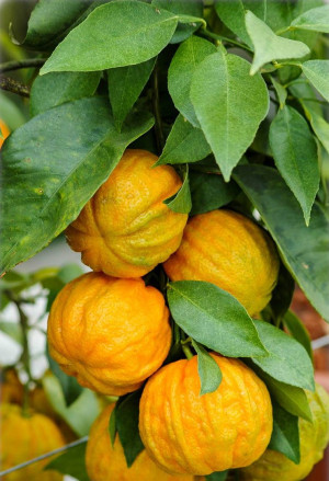 Citrus aurantium 'Consolei' - Gefurchte Bitterorange | Pomeranze - Stämmchen, 'Consolei', Topf 5 l, 60/80 cm