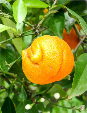 Citrus aurantium 'Corniculata' - Gehörnte Bitterorange | Pomeranze - Stämmchen, 'Corniculata', Topf 5 l, 70/90 cm
