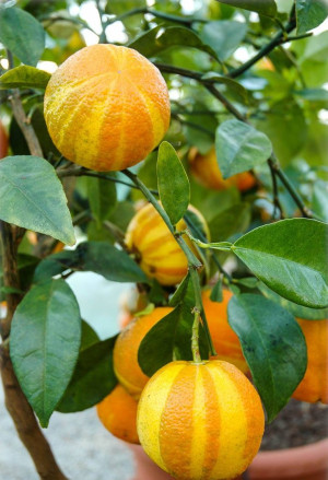 Citrus aurantium 'Fasciata' - Deutsche Landsknechtshose | Pomeranze | Bitterorange - Stämmchen, 'Fasciata', Topf 5 l, 60/80 cm