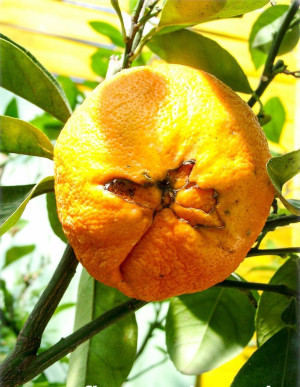 Citrus aurantium 'Foetifera' - Bitterorange 'Foetifera' | Pomeranze - Stämmchen, 'Foetifera', Topf 5 l, 50/70 cm