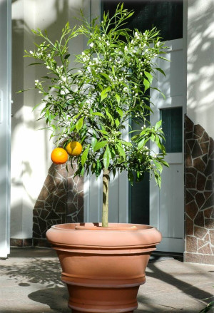 Citrus aurantium 'Salicifolia' - Weidenblättrige Bitterorange | Pomeranze - Baum, 'Salicifolia', Topf 60 l, 150/175 cm, StU 20-25cm (XXL)
