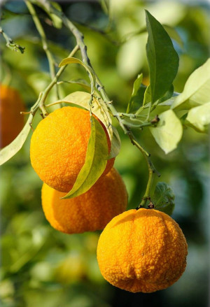 Citrus aurantium - Bitterorange (Pflanze) | Pomeranze - schlanke Spindel, Topf 4 l, 70/90 cm