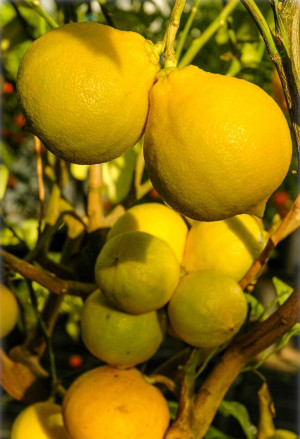 Citrus bergamia - Bergamotte (Pflanze) - Stämmchen, Topf 5 l, 60/80 cm