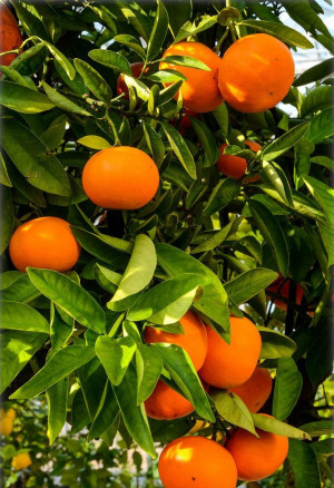 Citrus clementina - Clementine (Pflanze) | Clementinenbaum - Stämmchen, Topf 5 l, 50/70 cm