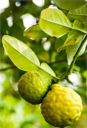 Citrus hystrix - Papeda | Kaffir-Limette | Kaffernlimette - Stämmchen, Topf 5 l, 60/80 cm