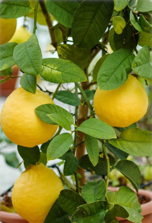 Citrus latifolia - Persische Limette | Tahiti-Limette | Gewöhnliche Limette - Halbstamm, Topf 30 l, 110/130 cm, StU 10-12cm
