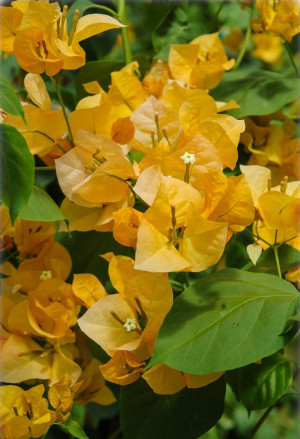 Bougainvillea spectabilis 'Aurantiaca' - Gelbe Bougainvillea | Drillingsblume - Kletterpflanze, 'Aurantiaca', Topf 3 l, 60/80 cm