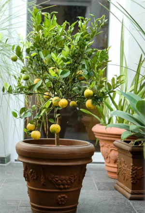 Citrus limetta 'Pursha' - Pursha-Limette | Römische Limette | Süße Limette - Stämmchen, 'Pursha', Topf 5 l, 50/70 cm