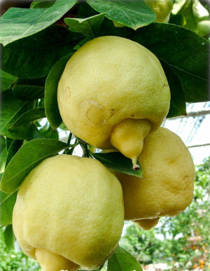 Citrus limetta - Römische Limette | Süße Limette - Stämmchen, Topf 5 l, 60/80 cm