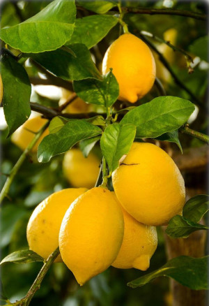 Citrus limon 'Feminello' - Runde Zitrone (Pflanze) | Zitronenbäumchen | Zitronenbaum - Halbstamm, 'Feminello', Topf 30 l, 125/150 cm, StU 12-14cm (...