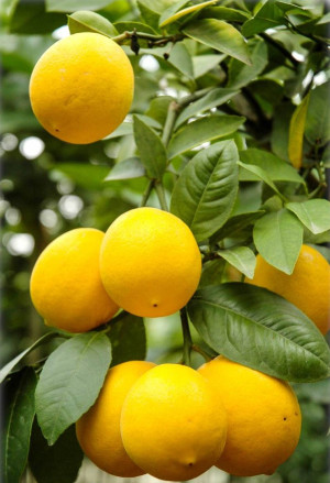 Citrus limon 'Fiore' - Orange Zitrone (Pflanze) - Stämmchen, 'Fiore viola', Topf 5 l, 50/70 cm