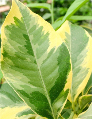 Citrus limon 'Foliis Variegatis' - Buntlaubige Zitrone | Buntblättrige Zitrone - Stämmchen, 'Foliis Variegatis', Topf 5 l, 50/70 cm
