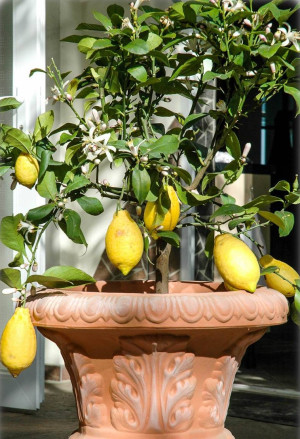 Citrus limon 'Lunario' - Zitrone (Pflanze) | Vier-Jahreszeiten-Zitrone | Zitrone | Zitronenbäumchen | Zitronenbaum - Halbstamm, 'Lunario', Topf 30 ...