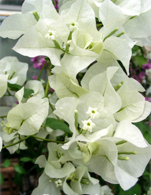 Bougainvillea spectabilis 'Jamaica White' - Weiße Bougainvillea | Drillingsblume - Kletterpflanze, 'Jamaica White', Topf 3 l, 60/80 cm