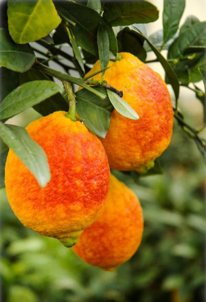 Citrus limon 'Rosso' - Rote Zitrone (Pflanze) | Zitronenbäumchen | Glühweinzitrone - Stämmchen, 'Rosso', Topf 5 l, 50/70 cm
