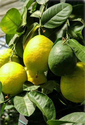 Citrus lumia | Lumie-Limette | Zitruspflanze - Stämmchen, 'Pyriformis', Topf 5 l, 60/80 cm
