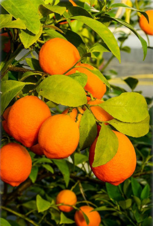 Citrus limonia - Rangpur-Limette | Mandarinen-Limette | Rangpur - Stämmchen, Topf 5 l, 60/80 cm