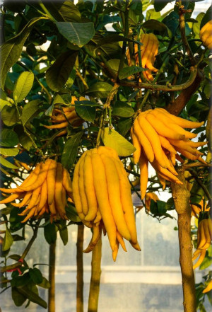 Citrus medica 'Digitata' - Buddhas Hand (Pflanze) | Buddhas-Hand-Zitrone | Zitronatzitrone | Zitronat-Zitrone var. Sarcodyctylis - Halbstamm, 'Digi...