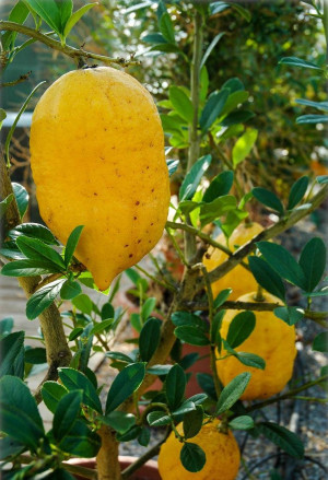 Citrus medica 'Etrog' - Israelische Zitronat-Zitrone | Zitronatzitrone - Stämmchen, 'Etrog', Topf 5 l, 40/60 cm