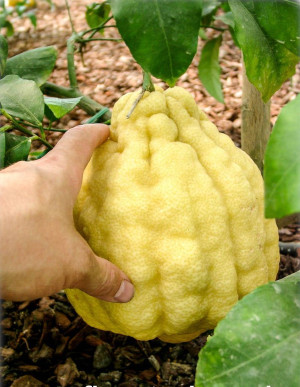 Citrus medica 'Maxima' - Riesen-Zitronat-Zitrone | Zitronatzitrone | Cedrat-Zitrone - Stämmchen, 'Maxima', Topf 5 l, 50/70 cm