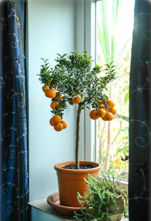 Citrus myrtifolia - Citrus aurantium var. Myrtifolia - Chinotto (Pflanze) | Duftorange - Stämmchen, Topf 3 l, 40/60 cm