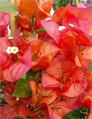 Bougainvillea spectabilis 'Scarlett O'Hara' - Orange Bougainvillea | Drillingsblume - Kletterpflanze, orange, Topf 25 l, 175/200 cm (XXL)