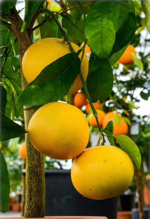 Citrus paradisi 'Marsh Seedless' - Grapefrucht (Pflanze) | Grapefruit | Pompelmo | Paradiesapfel | Zitruspflanze - schlanke Spindel, keine Sorte, T...