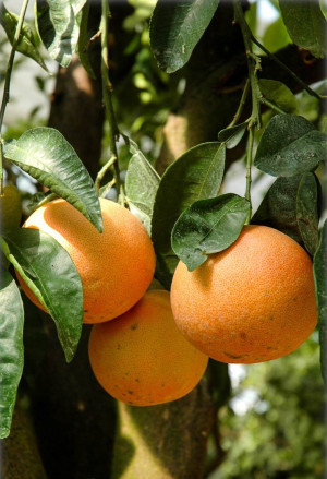 Citrus paradisi 'Star Ruby' - Rote Grapefruit (Pflanze) | Grapefrucht | Paradiesapfel (Pflanze) | Zitruspflanze - Halbstamm, 'Star Ruby', Topf 30 l...