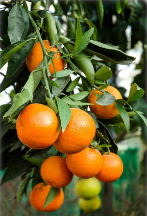 Citrus reticulata - Mandarine (Pflanze) | Mandarinenbäumchen | Mandarinenbaum - Stämmchen, Topf 5 l, 50/70 cm