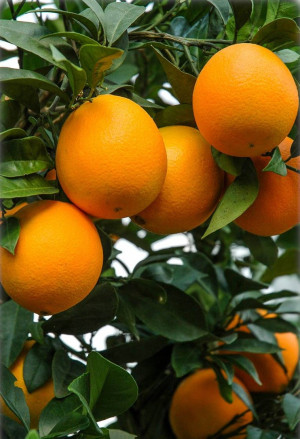 Citrus sinensis 'Navel' - Orange (Pflanze) | Orangenbäumchen | Nabel-Orange - Stämmchen, 'Thomson Navel', Topf 5 l, 60/80 cm