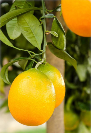 Citrus sinensis 'Ovale Calabrese' - Orange (Pflanze) | Orangenbäumchen - Halbstamm, 'Ovale Calabrese', Topf 30 l, 175/200 cm, StU 10-12cm (XXL)