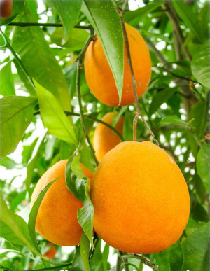 Citrus sinensis 'Tarokko' - Halbblut-Orange | Orangenbaum - Stämmchen, 'Tarokko', Topf 5 l, 50/70 cm
