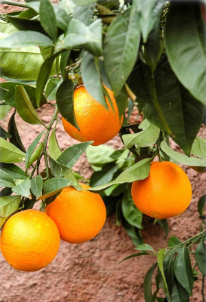 Citrus sinensis 'Valencia Late' - Orange (Pflanze) | Orangenbäumchen - Halbstamm, 'Valencia Late', Topf 15 l, 100/125 cm