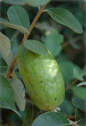 Acca sellowiana Fruchtsorten - Brasilianische Guave | Ananas-Guave | Feijoa - Baum, 'Unique', Topf 30 l, 175/200 cm (XXL)