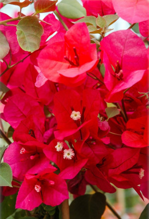 Bougainvillea spectabilis 'Rot' - Rote Bougainvillea | Drillingsblume - Kletterpflanze, 'Rubiana', Topf 3 l, 70/90 cm