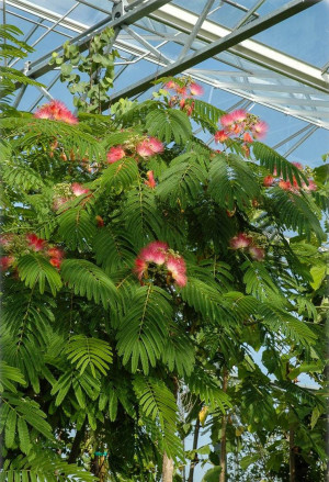 Albizia julibrissin XXL - Seidenbaum, Schlafbaum - Baum, Topf 240 l, 350/400 cm, StU 18-20cm (XXL)