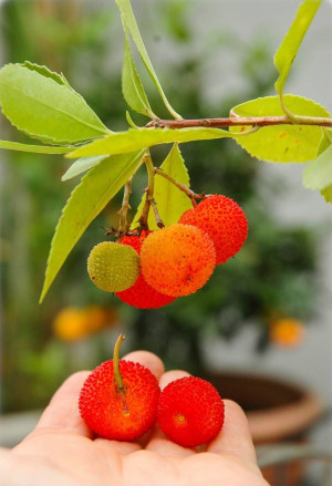 Arbutus unedo - Erdbeerbaum | Erdbeerstrauch - Strauch, Topf 9 l, 80/100 cm