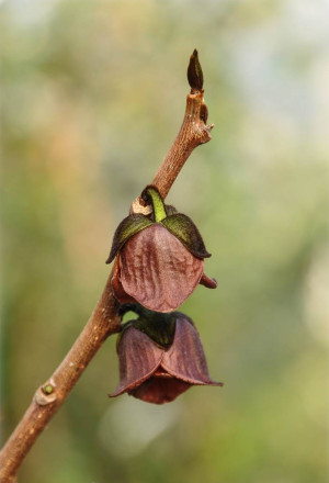 Asimina triloba 'Davis' - Indianerbanane | Paw-Paw | Paupau | Papau | Asimina - Baum, 'Davis', Topf 2 l, 30/50 cm