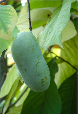 Asimina triloba 'Overleese' - Indianerbanane | Paw-Paw | Paupau | Papau | Asimina - Baum, 'Overleese', Topf 2 l, 30/50 cm