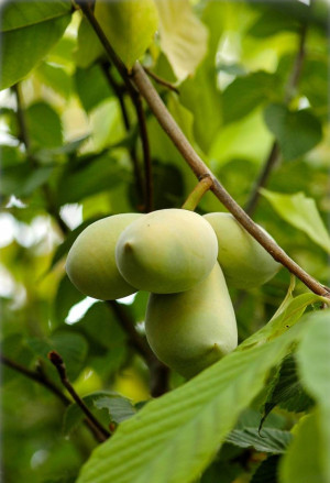 Asimina triloba 'Sweet Alice' - Indianerbanane | Paw-Paw | Paupau | Papau | Asimina - Baum, 'Sweet Alice', Topf 2 l, 50/70 cm